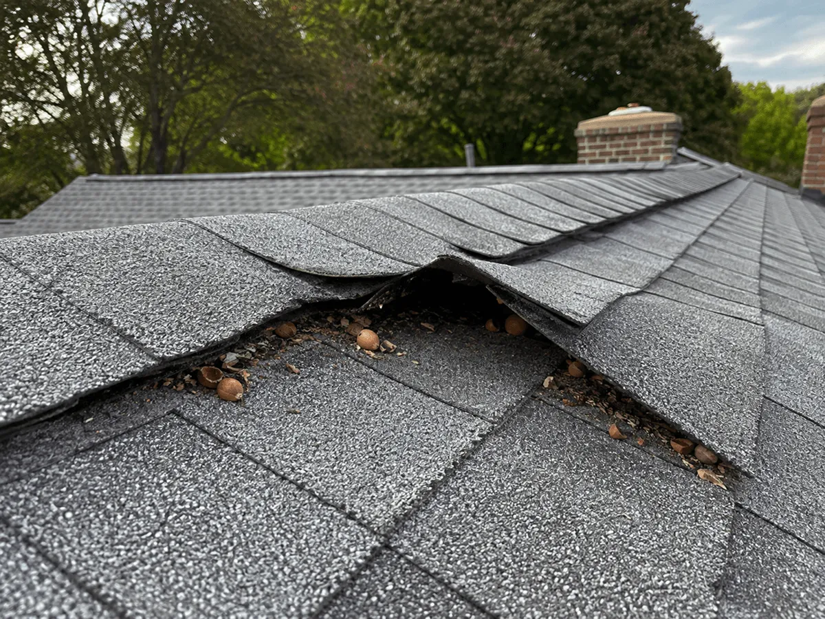 woodpecker damage on roof in Middleton, MA, lifted shingle tabs with acorn debris underneath